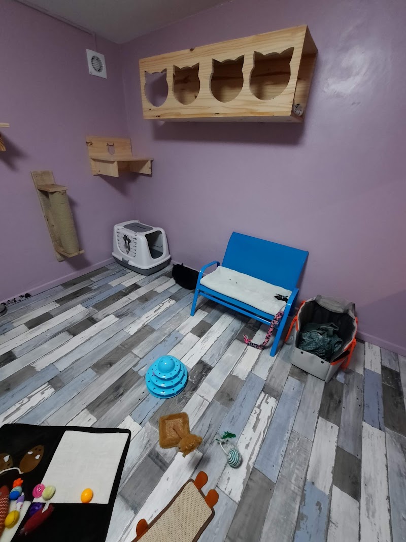 Les pattounes de celine — dogsitter à Bruay-la-Buissière