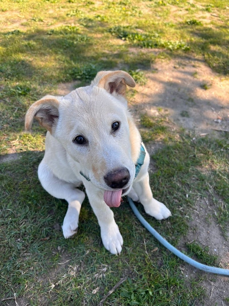 Les petits museaux — dogsitter à Bordeaux
