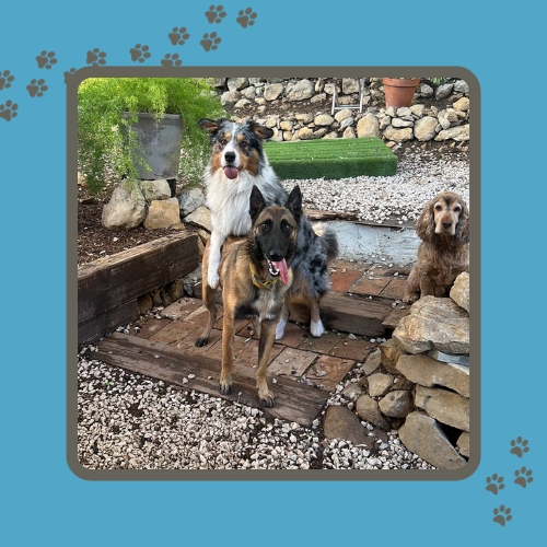 Les petits pas de zoé — dogsitter à La Seyne-sur-Mer