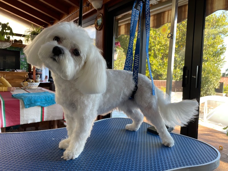 Les Services de Bné — dogsitter à Royan