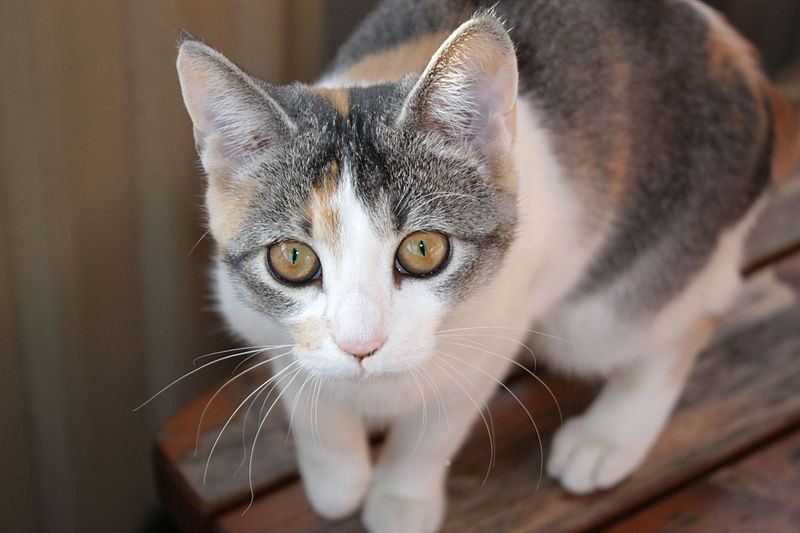 Les tournées de Christine Pet-sitter — dogsitter à Paris