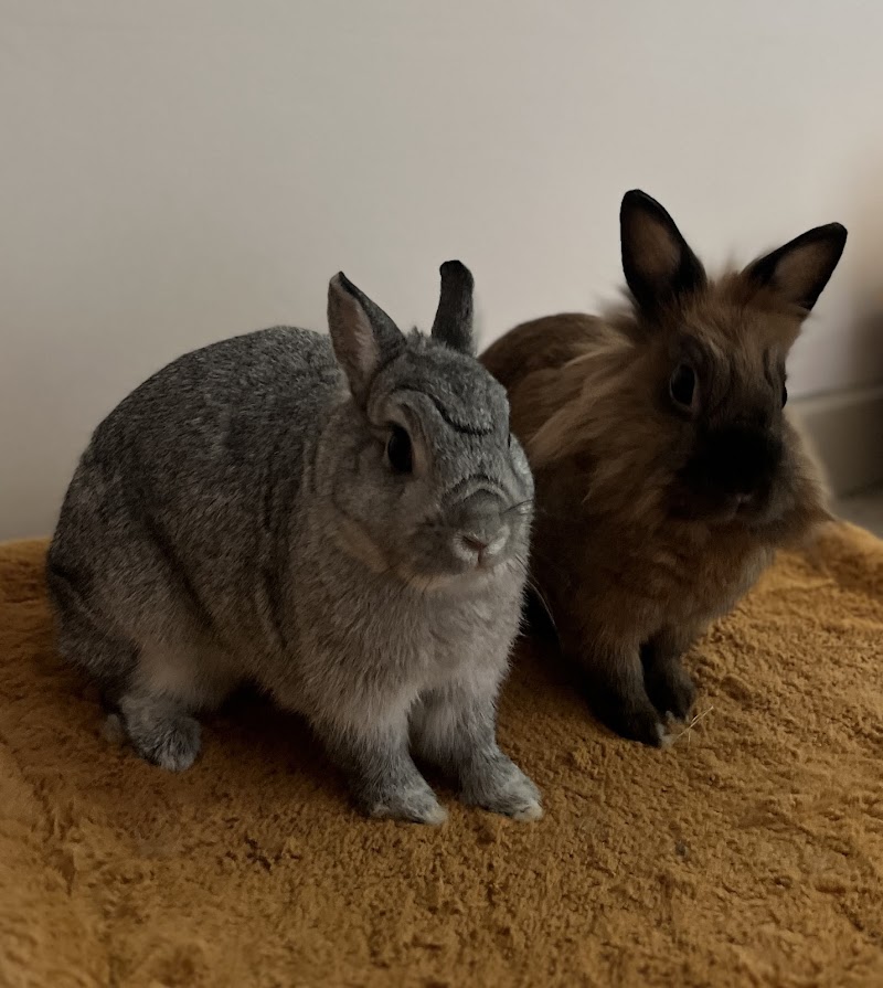 Les vacances des NAC — dogsitter à Obernai