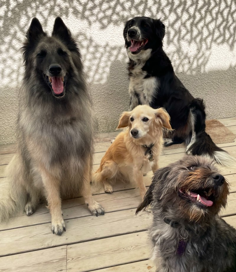 Lespi Love Dog — dogsitter à Béziers