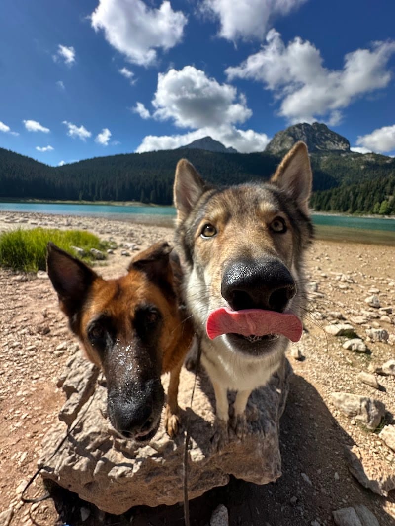 Lisa&Co pet'sitter — dogsitter à Colmar