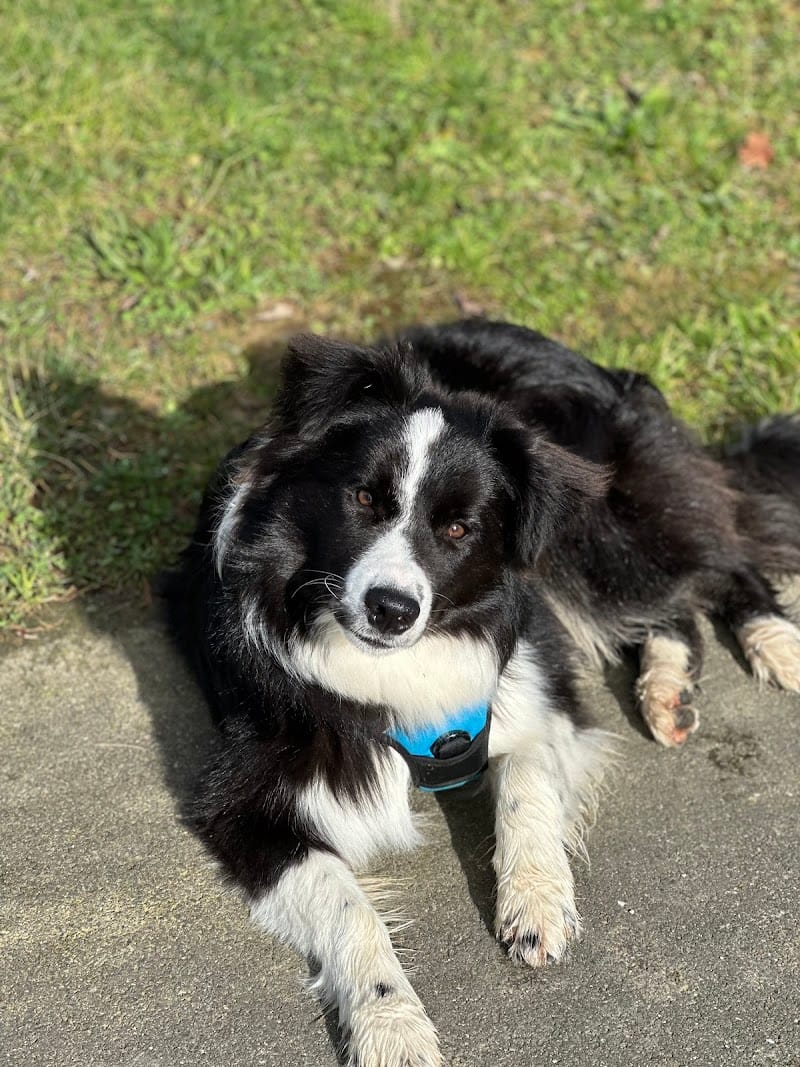 Louise Eductoutou — dogsitter à Cesson-Sévigné