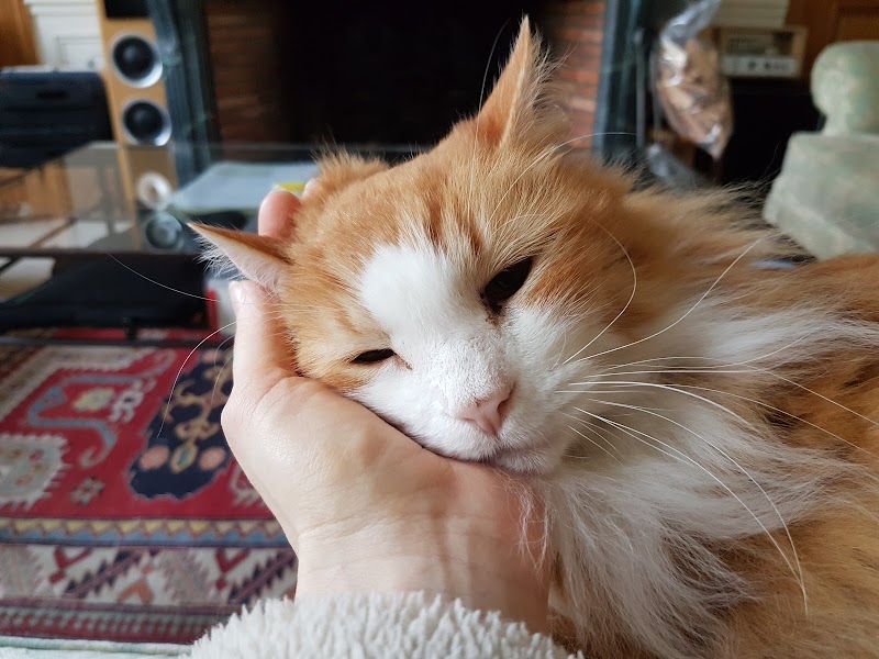 Lulu O'Poil — dogsitter à Boulogne-Billancourt