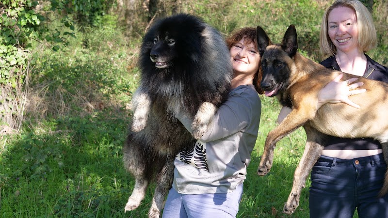 Ma journée de toutou — dogsitter à Colomiers