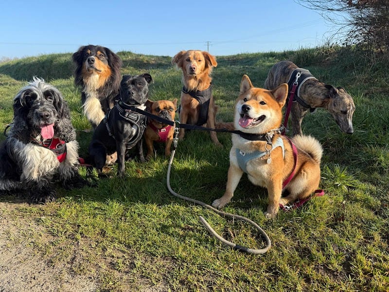 Ma petite colo - pension canine — dogsitter à Châteaugiron