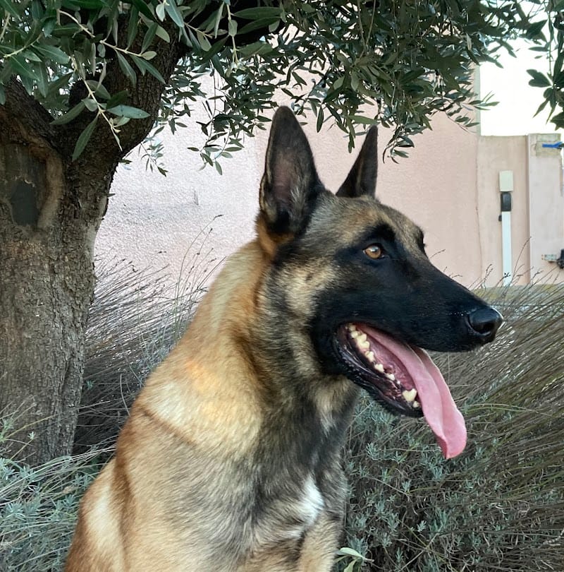 Maison D'eiko — dogsitter à Nîmes