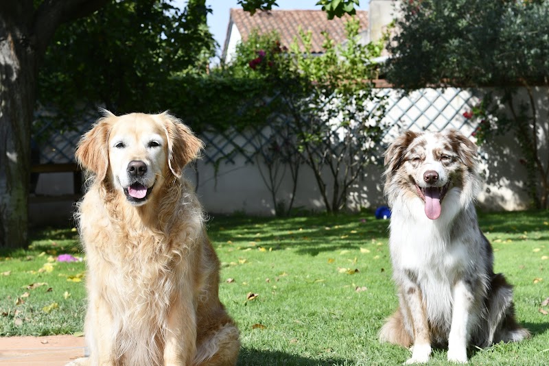 MargotPetsitting — dogsitter à Toulouse