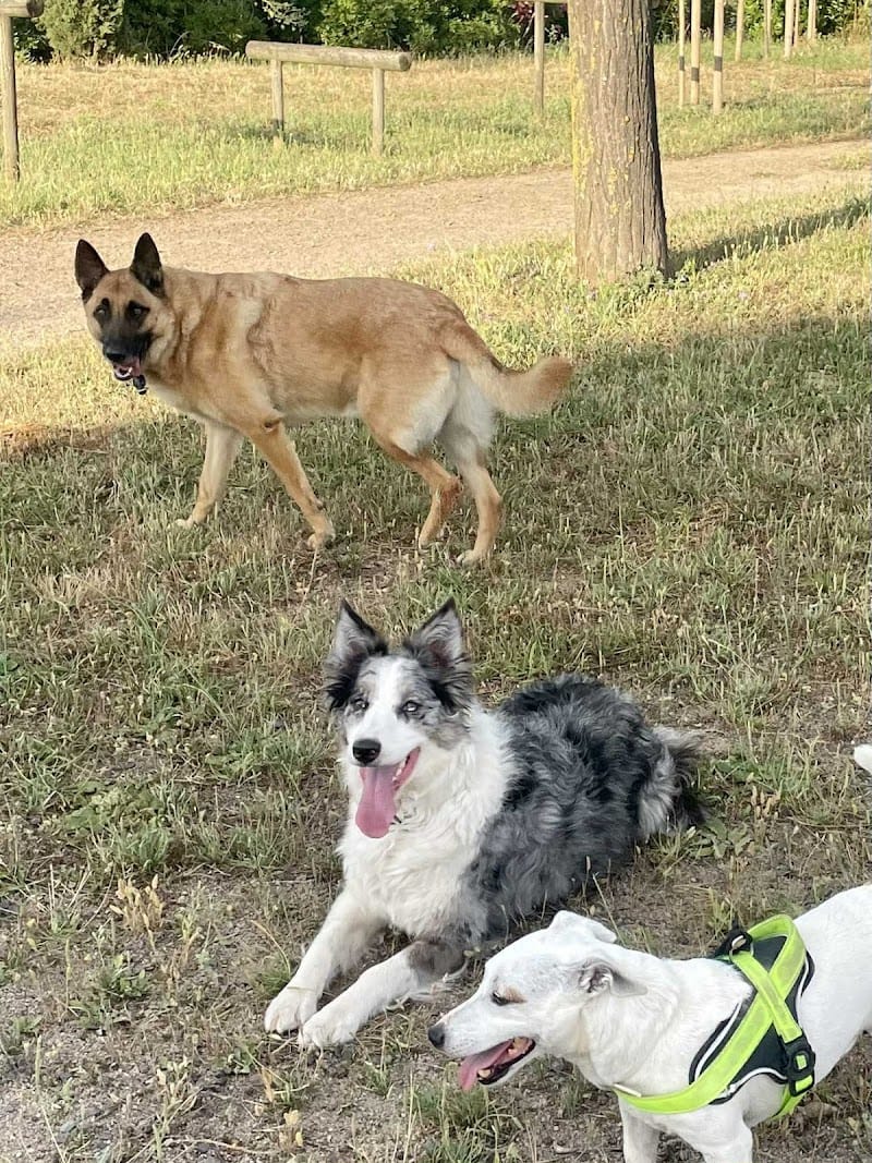 Marie et ses poilus — dogsitter à Agde