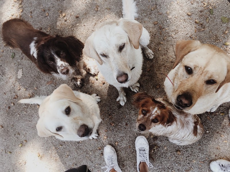 Martine et ses chiens — dogsitter à Paris