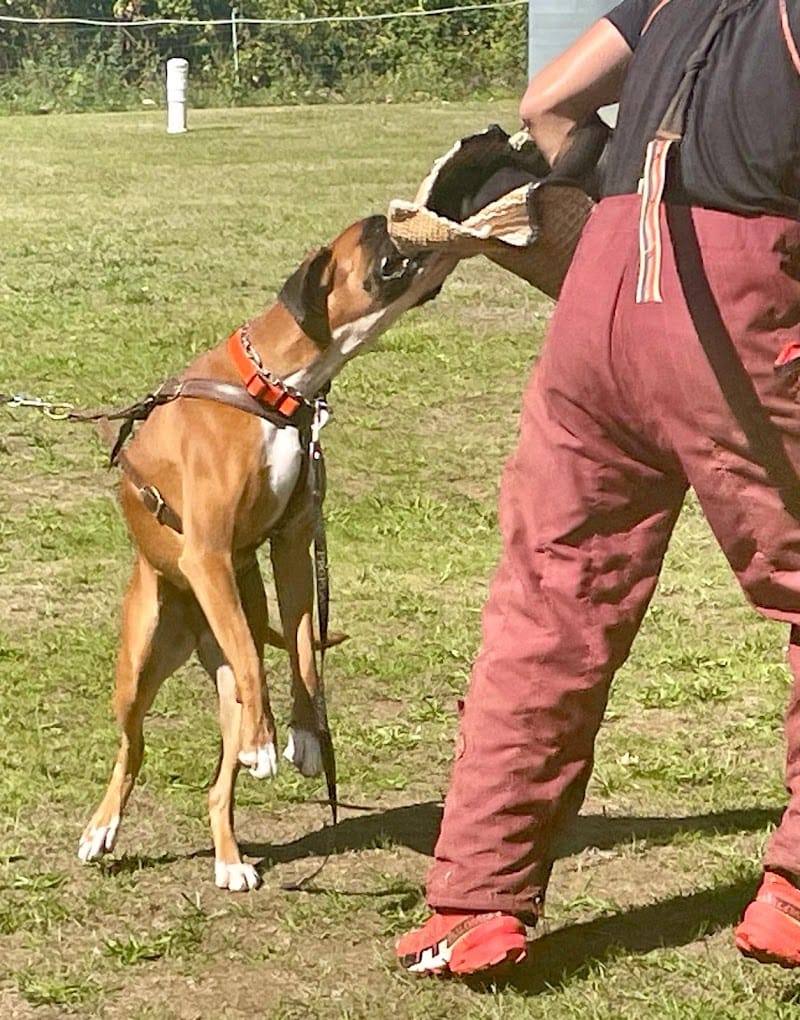 Marvelous Legacy — dogsitter à Saintes