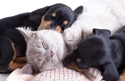 MatPetSitter — dogsitter à Paris