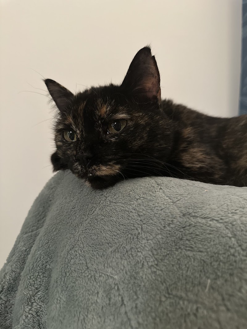 May & Co. Petsitting — dogsitter à Toulouse