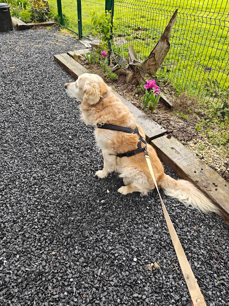 Mel'ting Dog — dogsitter à Marly