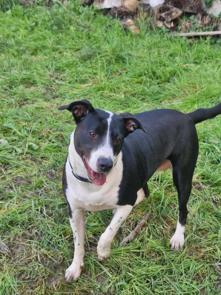 Melcys dogsitting — dogsitter à Marseille