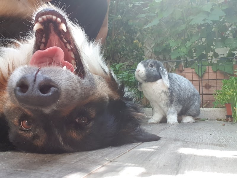 Mélodie Pet Sitting — dogsitter à Boulogne-Billancourt