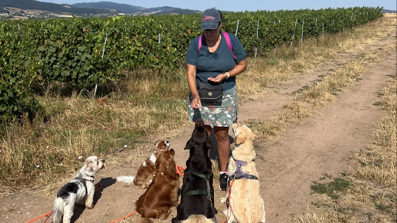 Mes Complices Canins — dogsitter à Villefranche-sur-Saône