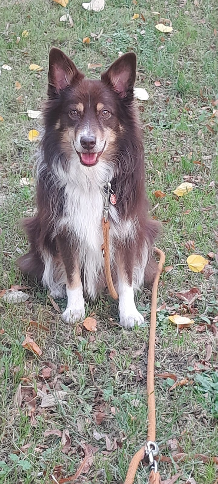 MIAOU et WOUAF | Garde animaux, Petsitter à domicile Rennes et alentours — dogsitter à Rennes