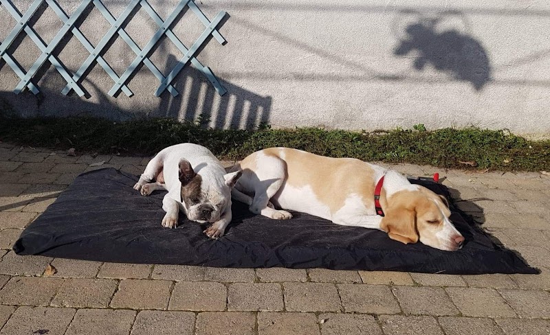 misstoutou06 — dogsitter à Nice