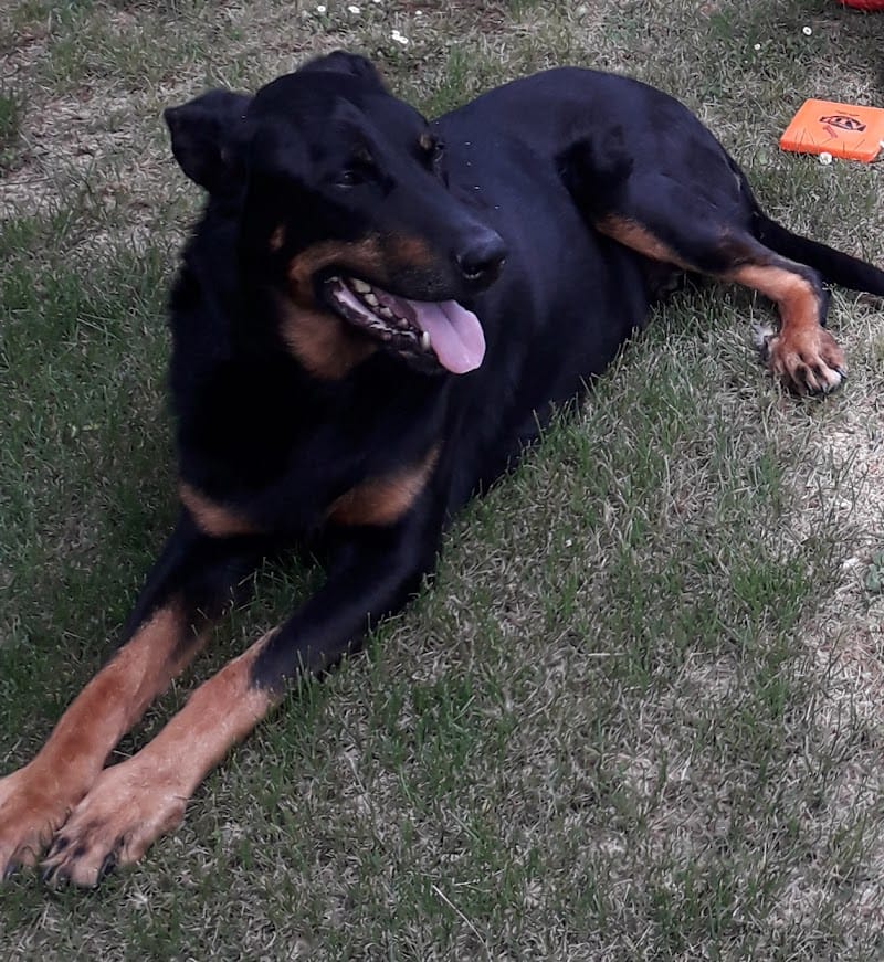 Monge Jérôme — dogsitter à L'Isle-Jourdain