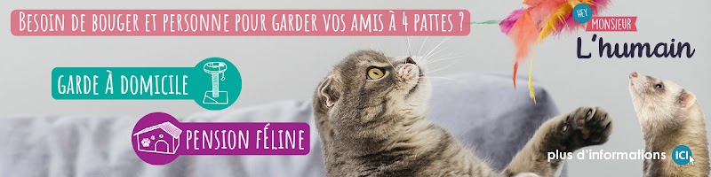 Monsieur l'Humain — dogsitter à Orvault