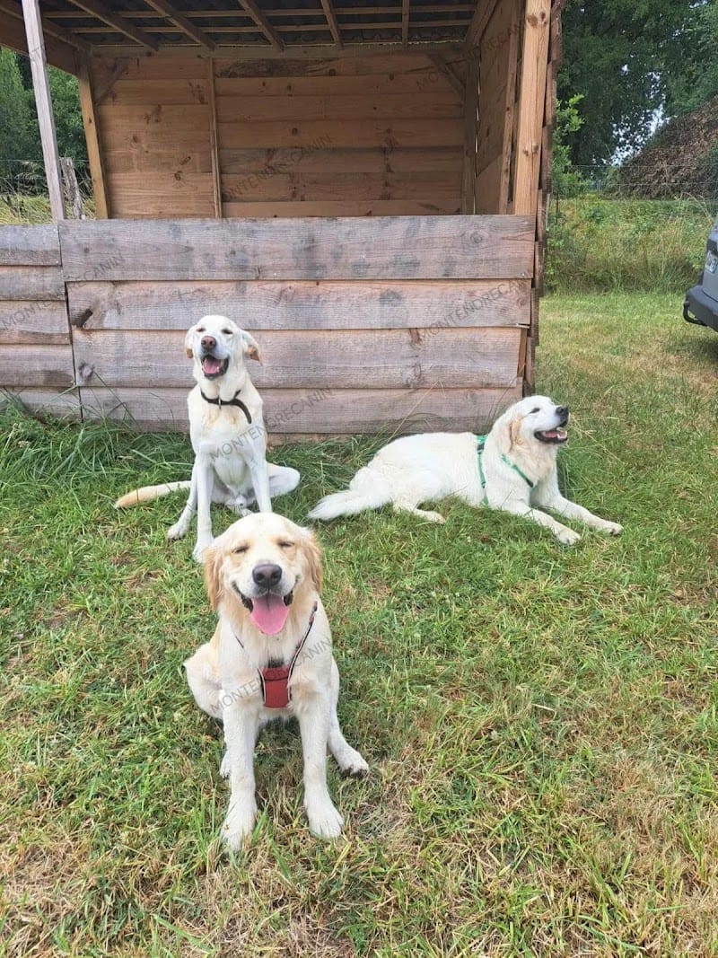 Montendre Canin — dogsitter à Saint-Savin