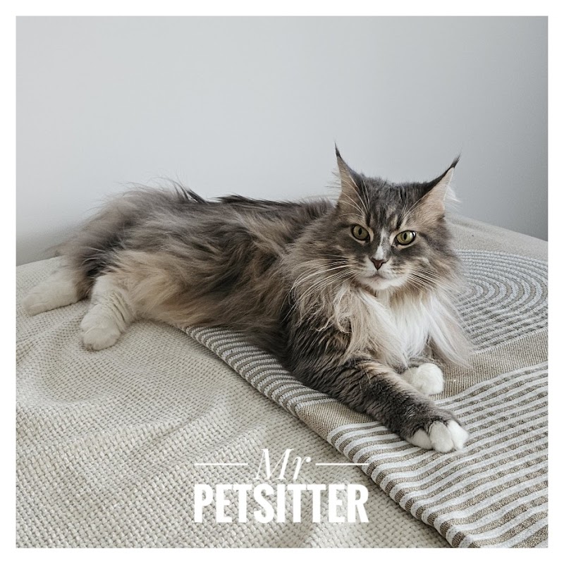Mr PETSITTER — dogsitter à Tourcoing