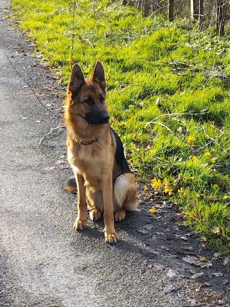 Océ'canin — dogsitter à Fougères