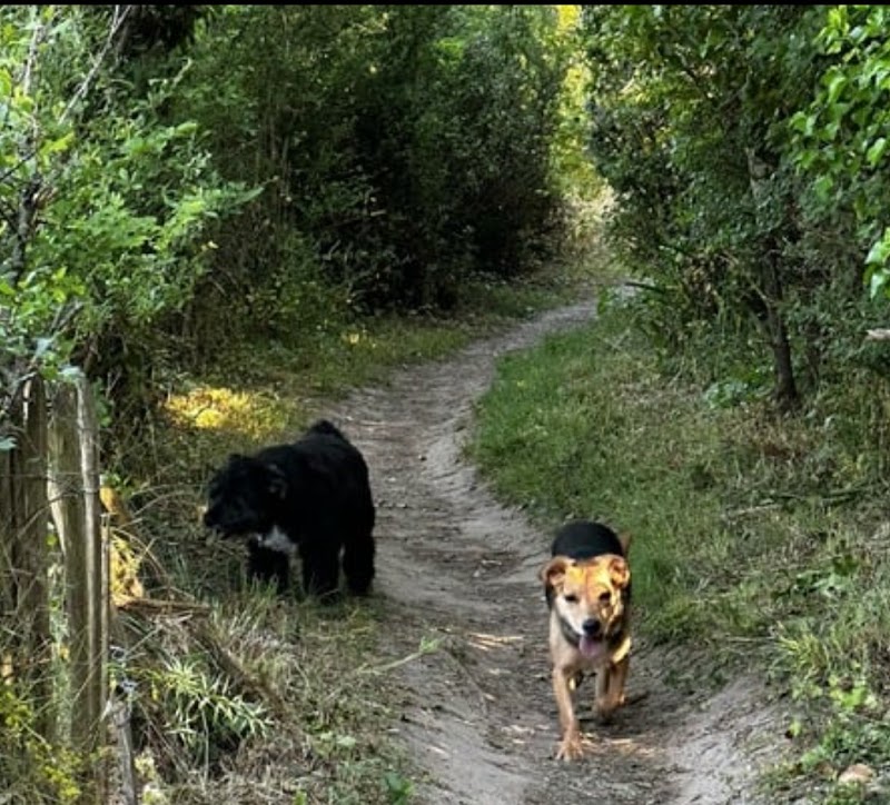 Ohana et compagnie - petsitter — dogsitter à Saint-Malo