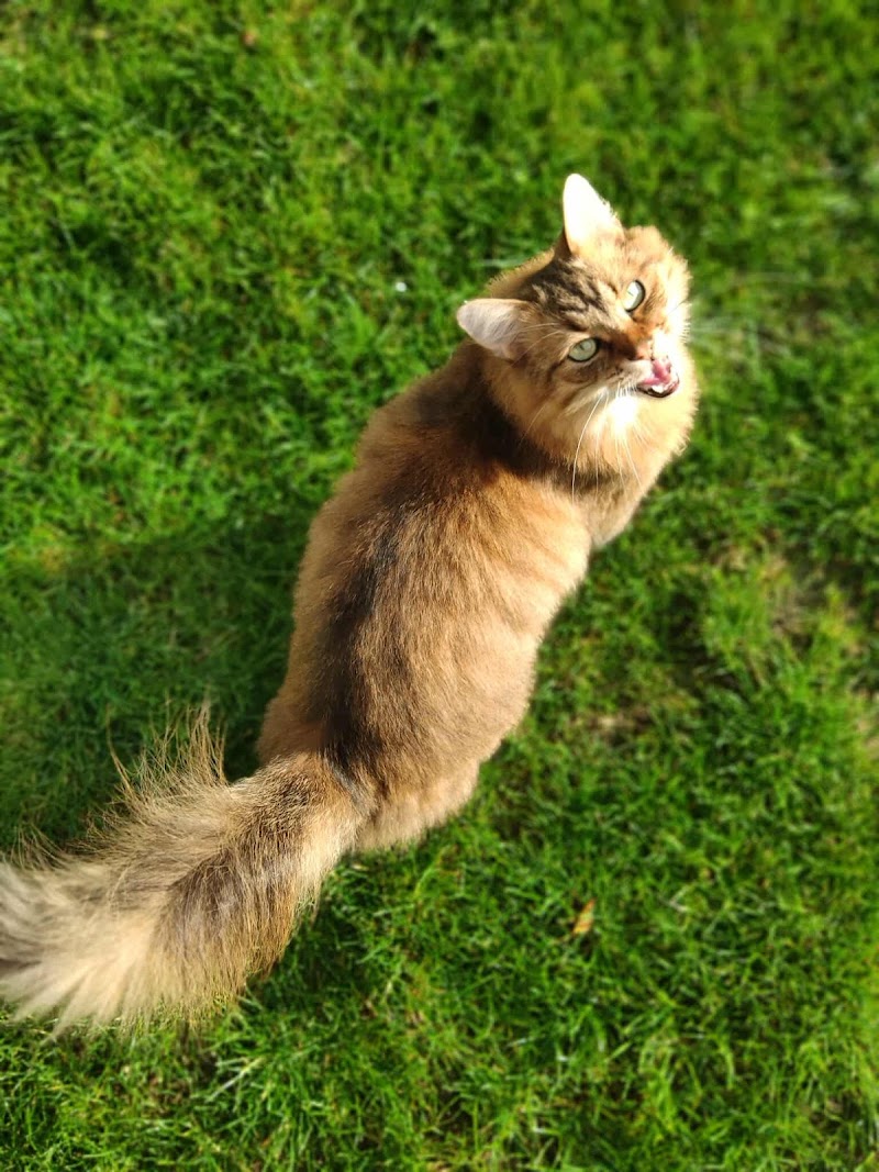 Omina Pet Sitting — dogsitter à Dunkerque