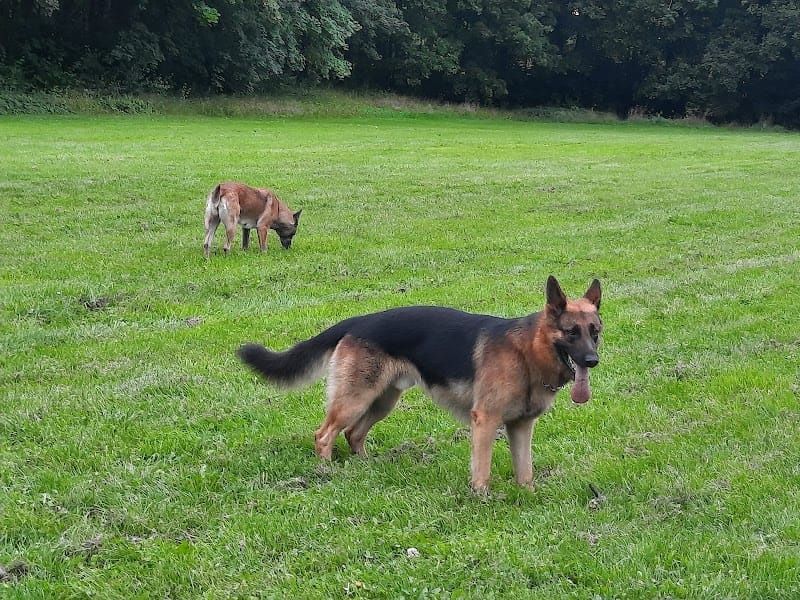 paco patte — dogsitter à Lens