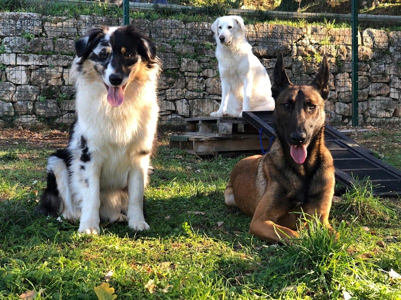 Papatt'Douce — dogsitter à Draguignan