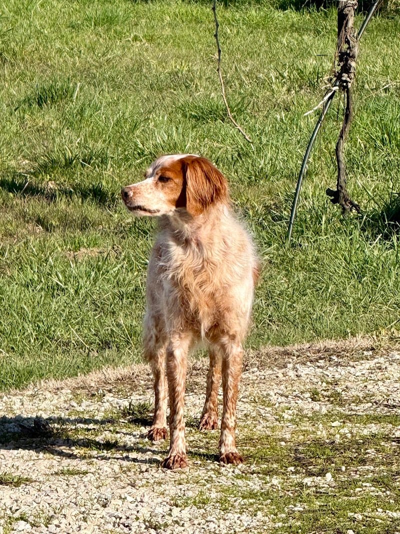 PATTAPOIS Pension — dogsitter à Carpentras