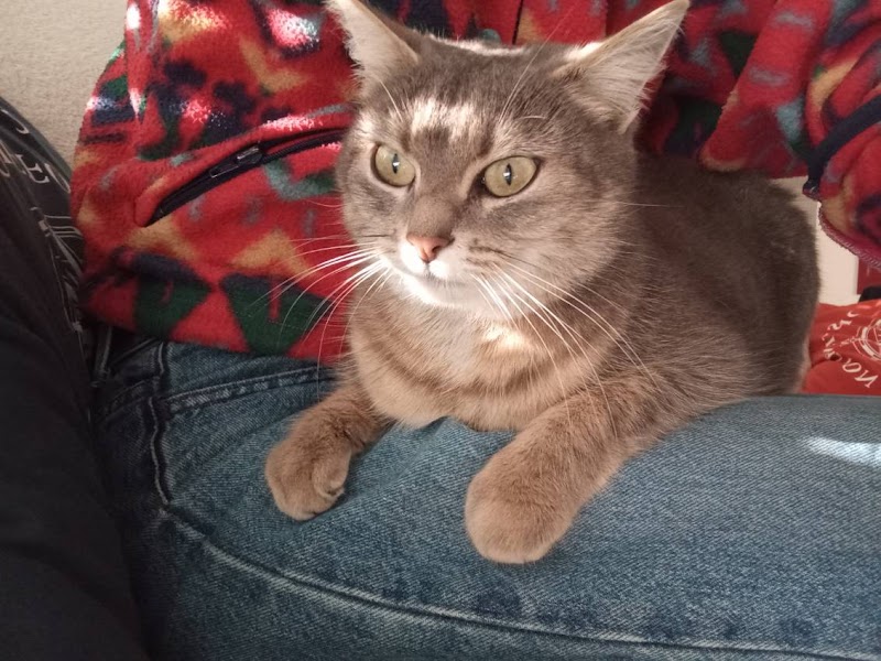 Pattes à selle - Dogwalker & petsitter — dogsitter à Saint-Malo