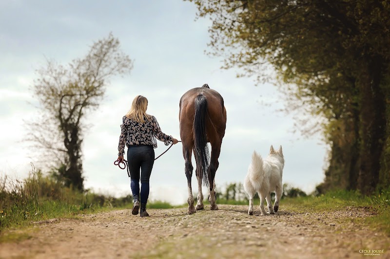Pattes Patrouille — dogsitter à Cesson-Sévigné