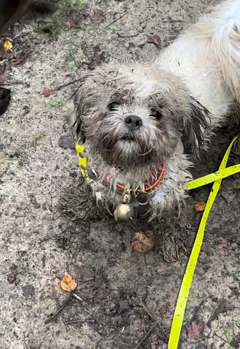 Pattevadrouille — dogsitter à Évry-Courcouronnes