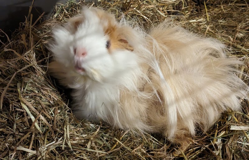 Pattounes et compagnie — dogsitter à Liffré