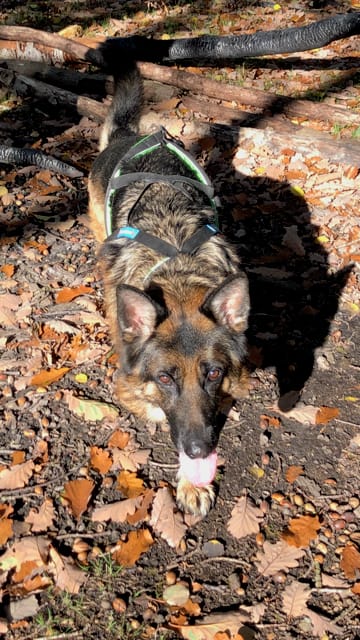 Pattounes Tranquilles — dogsitter à Saint-Denis