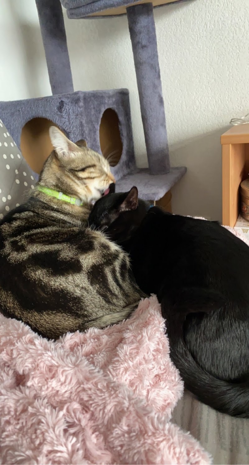 Paws & co - Petsitteur — dogsitter à Montpellier