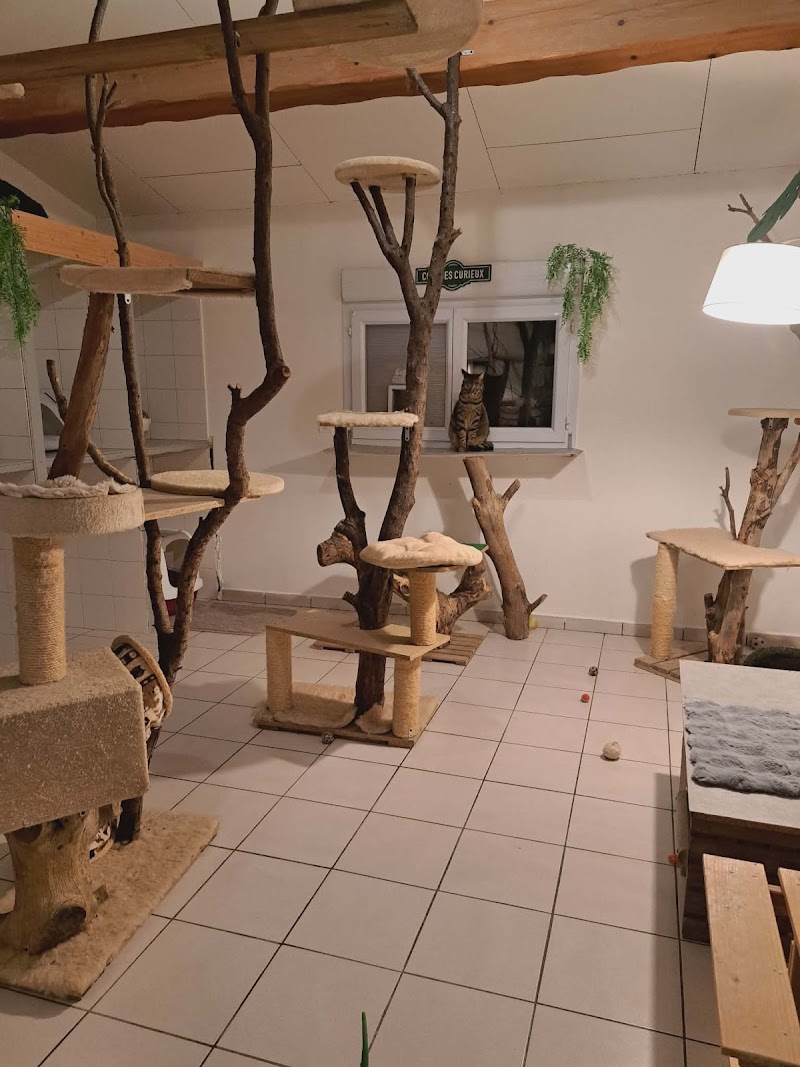 Pension Amour De Chiens — dogsitter à Martigues