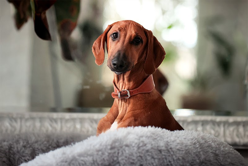 Pension Animotel — dogsitter à Annemasse