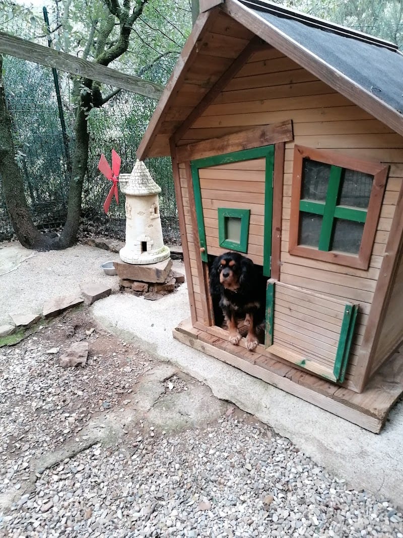 Pension canine 4 os pour Chien et Chat — dogsitter à Bédarieux