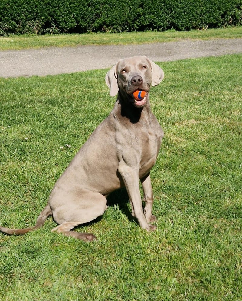 Pension canine anim'hotel08 — dogsitter à Charleville-Mézières