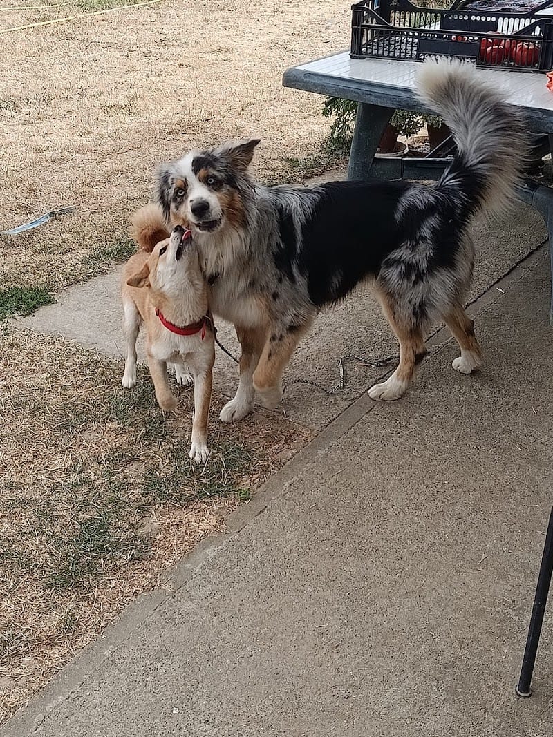 Pension canine — dogsitter à Colomiers