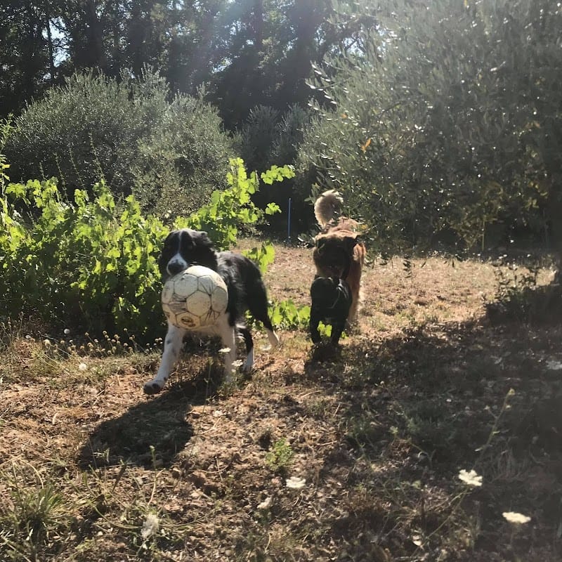 Pension canine des Cœurs poilus — dogsitter à Draguignan
