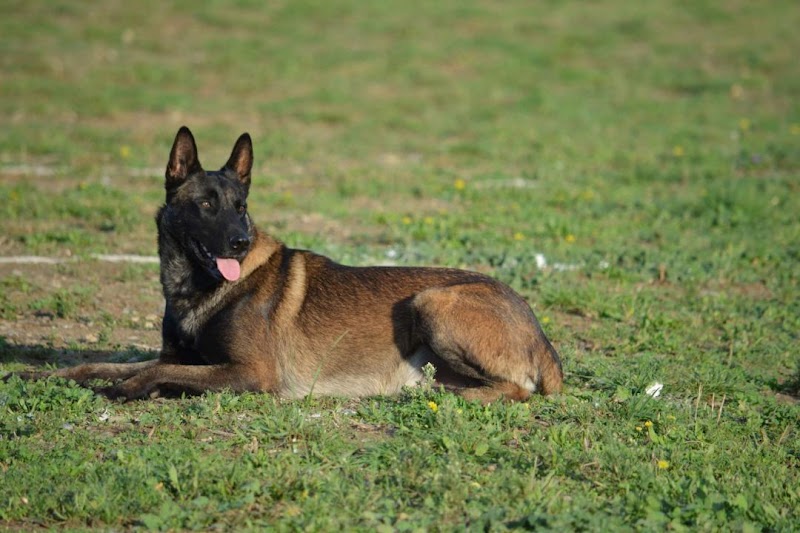 Pension Canine du Bassin de Thau éducation en cours particulier — dogsitter à Sète