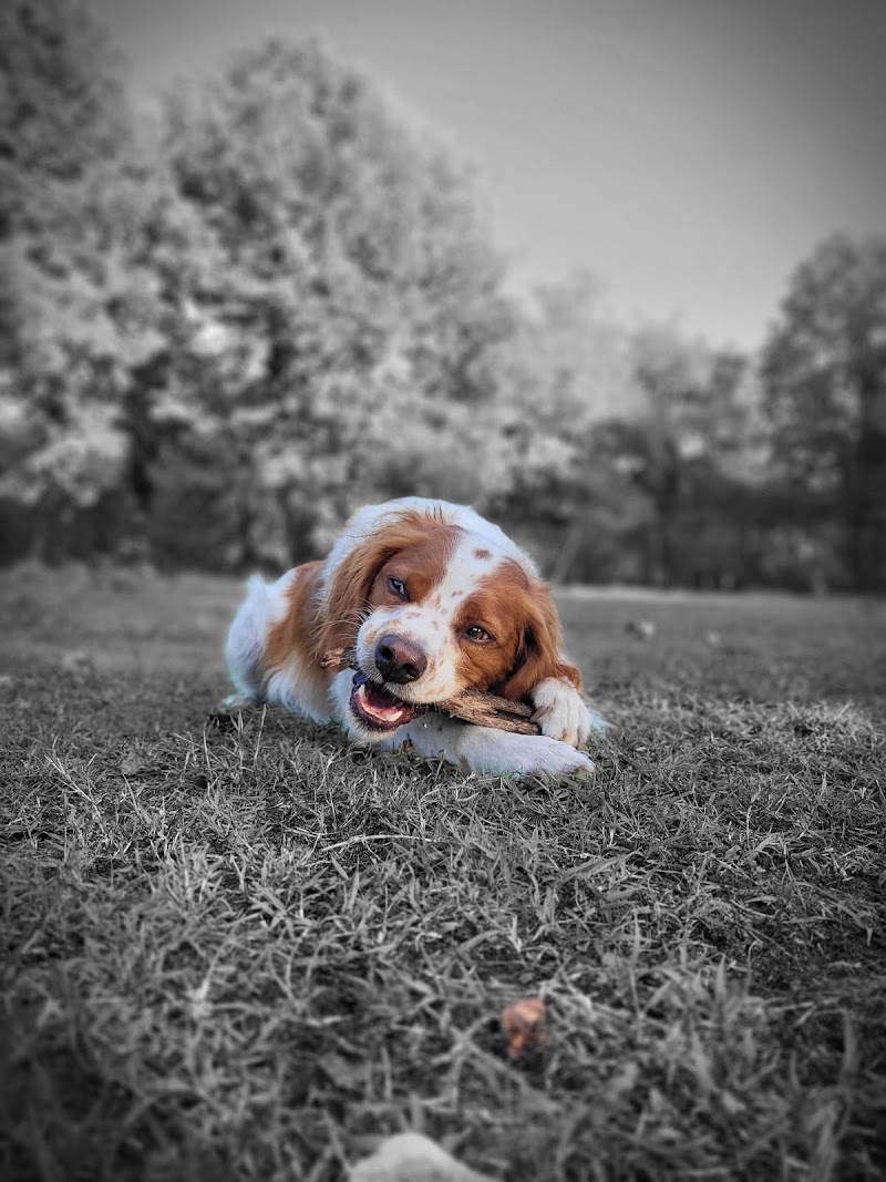 Pension canine du chemin de Nottes — dogsitter à Mios