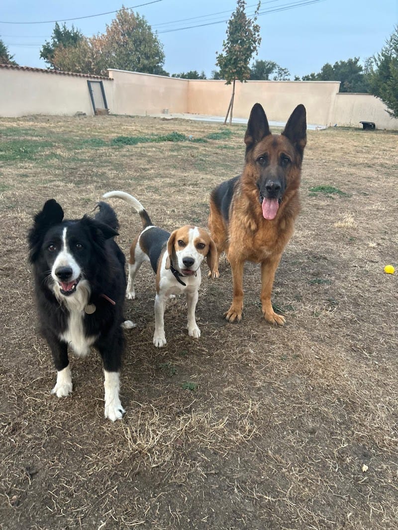 Pension canine du forez — dogsitter à Firminy